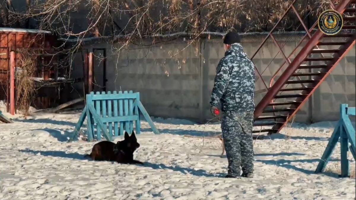 Қызметтік иттердің көмегімен мыңнан астам ұрлық ашылды