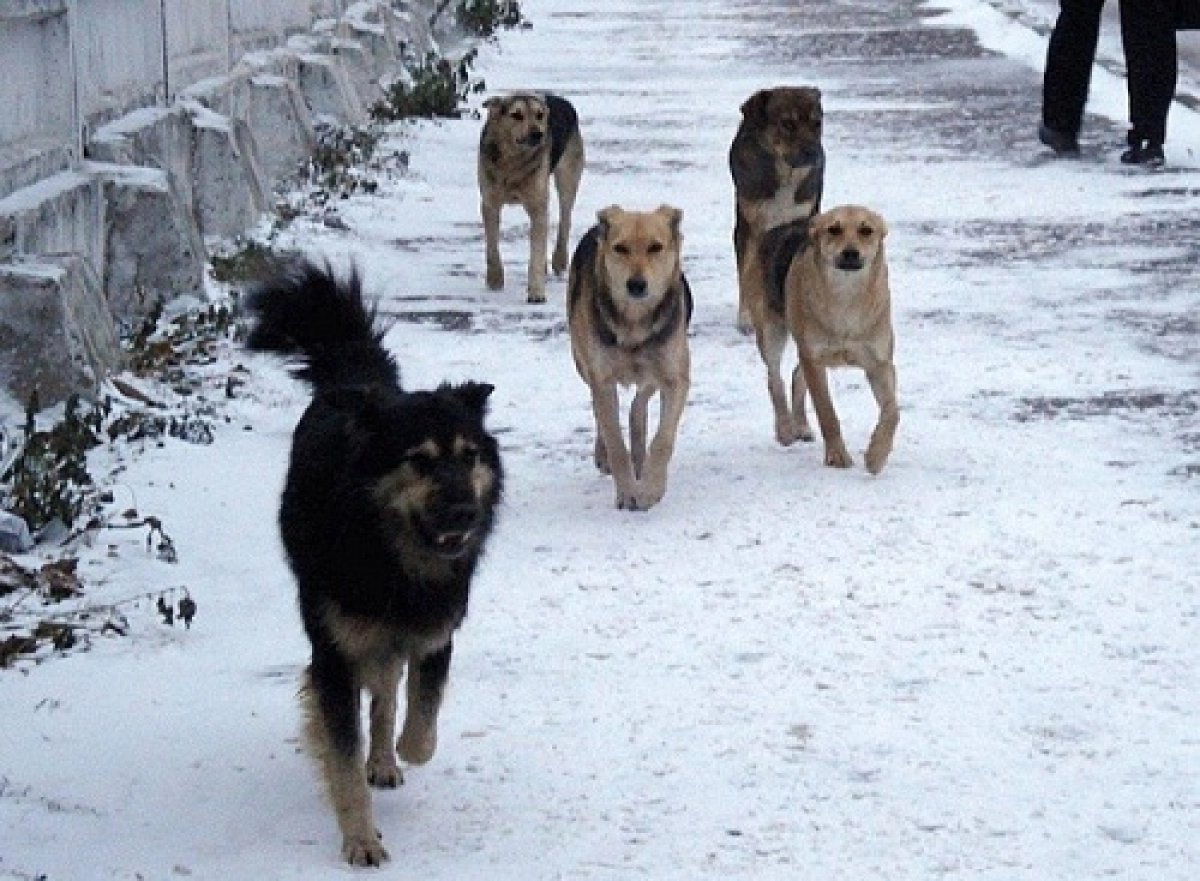 Өскеменде қаңғыбас иттер баланы қауып алды