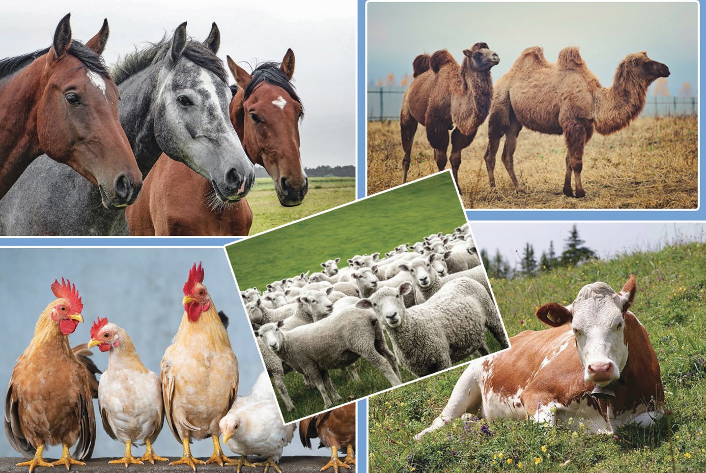 Түркістанда мал шаруашылығына бөлінген ақша ұрланған