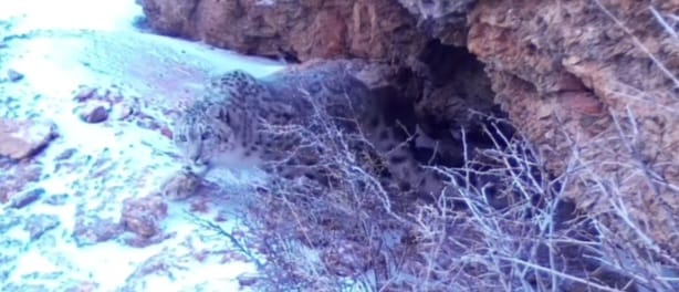 Сайрам-Өгем паркінде қар барысы фототұзаққа түскен