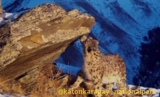 Катонқарағай ұлттық паркінде қар барысы фототұзаққа ілінді