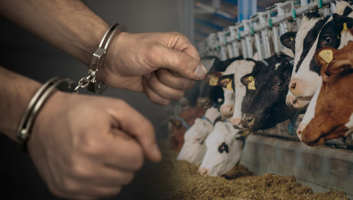 Елімізде мал ұрлығы азайған