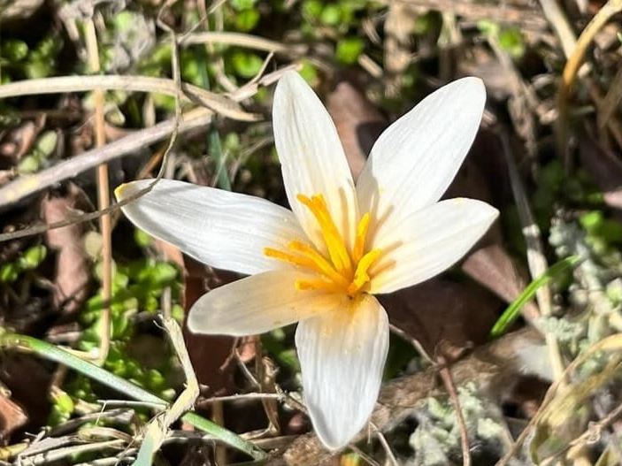 Қаратауда бәйшешек гүлдей бастады