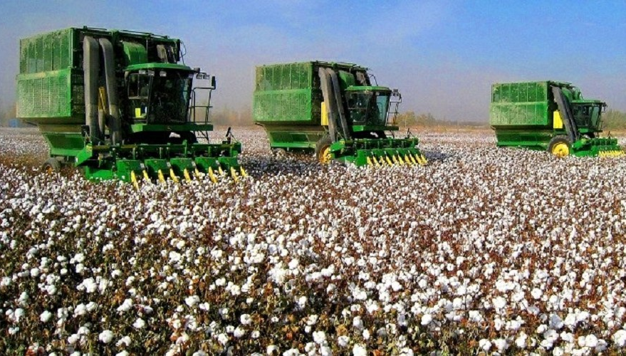 Сенатор мақта өсірушілер тап болған мәселеге наразылығын білдірді