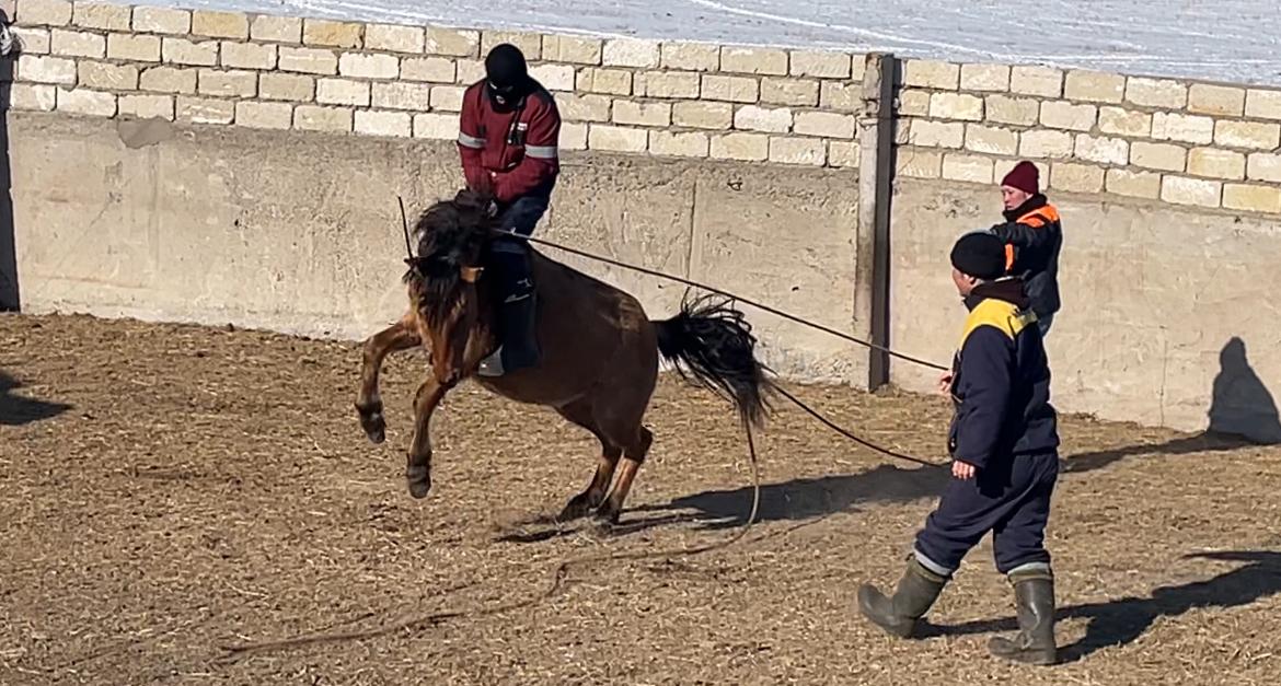Асау құрықтаған жігіттер