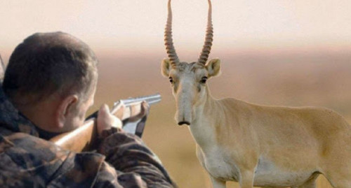 Оймауытта браконьер қолға түсті