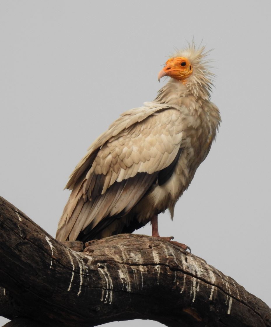 Тағы бір жыл құсы қосылды