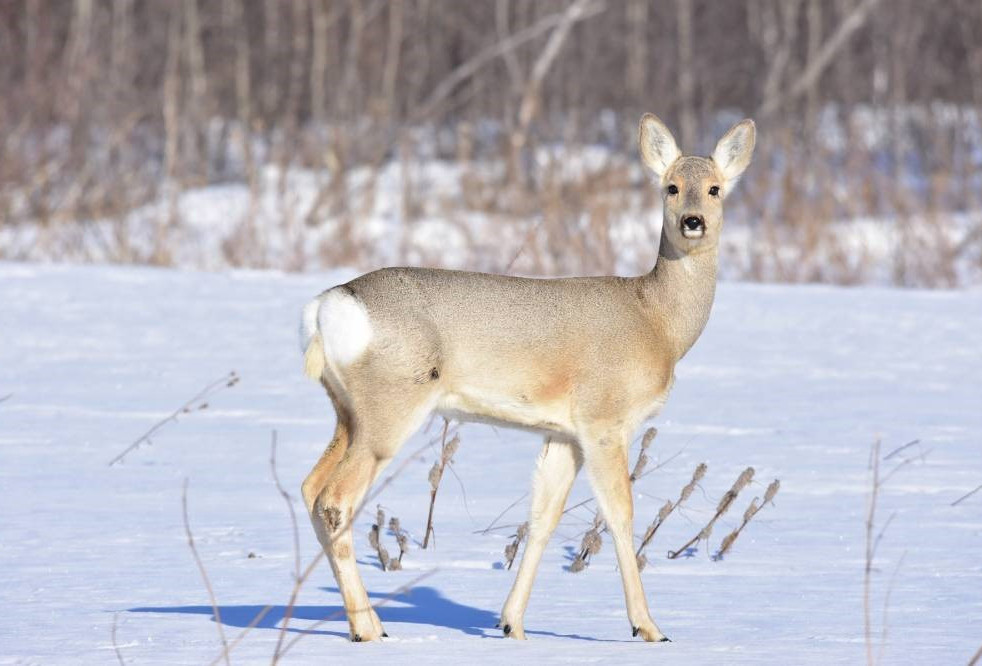 СҚО-да заңсыз елік аулағандар қолға түсті