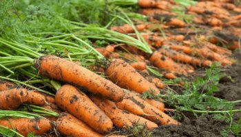 Павлодарлық фермерлер сәбіздерін сата алмай отыр