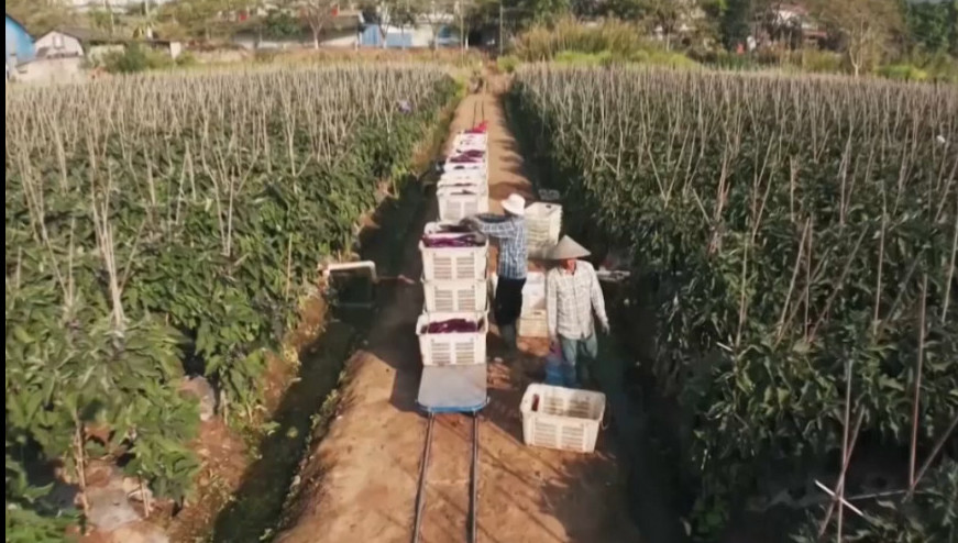 Қытайлар егіс алқабында жүретін агропойыз жасап шығарды