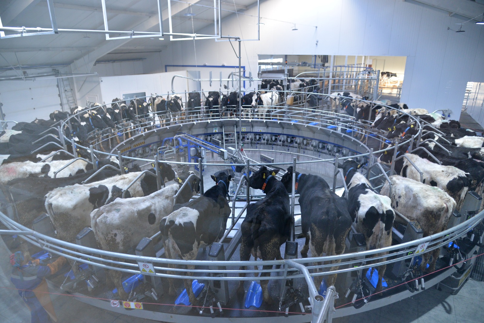 Сапалы сүт өндірудің сыры