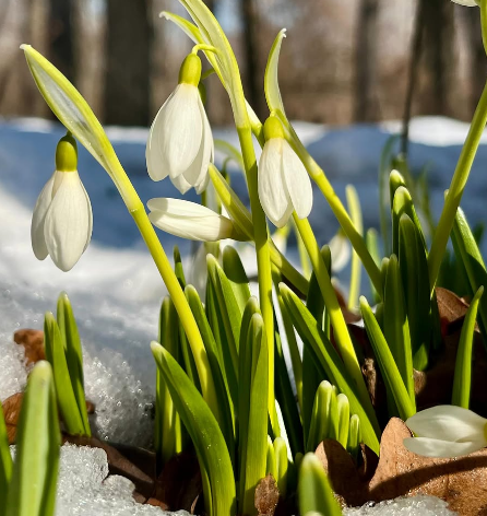 Алматыда бәйшешек гүлдеді