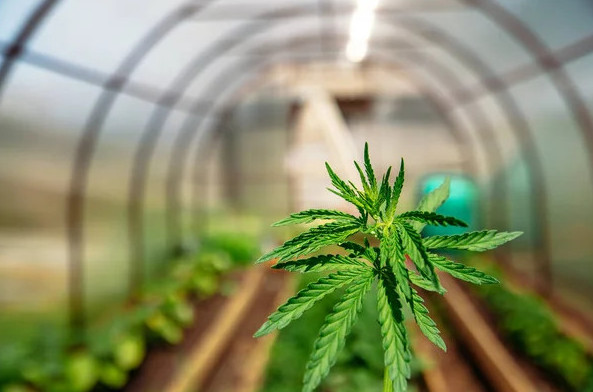 10 сотық жерге қарасора өсіргендер ұсталды