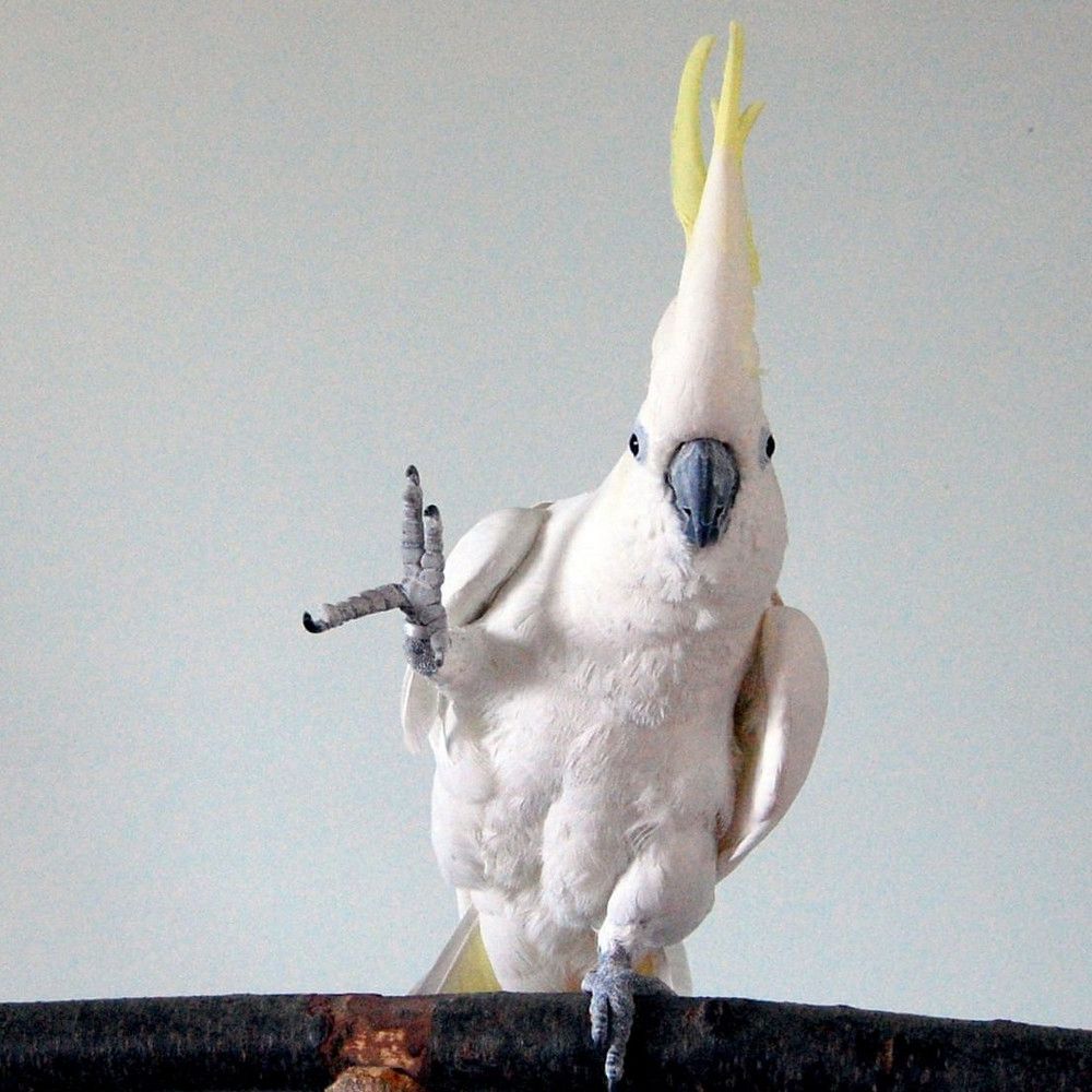 Тотықұс та билейді