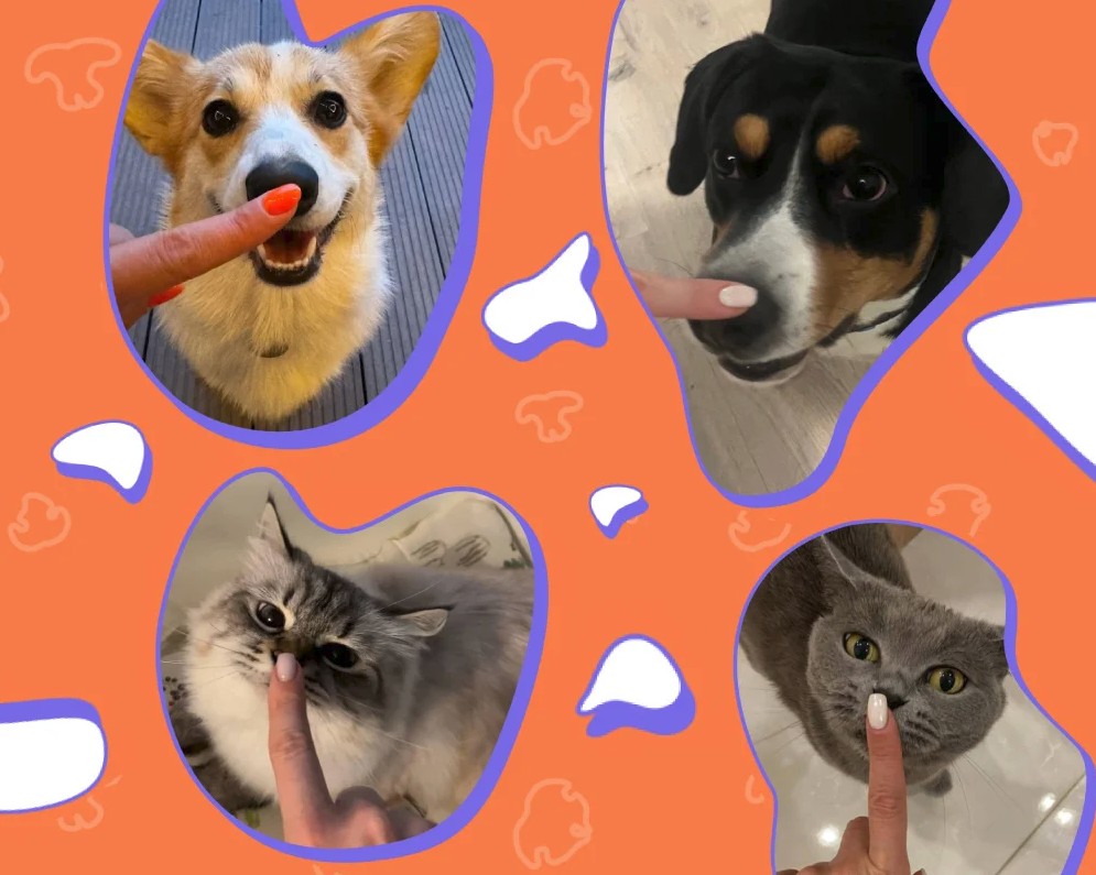 Жануарлар желісі