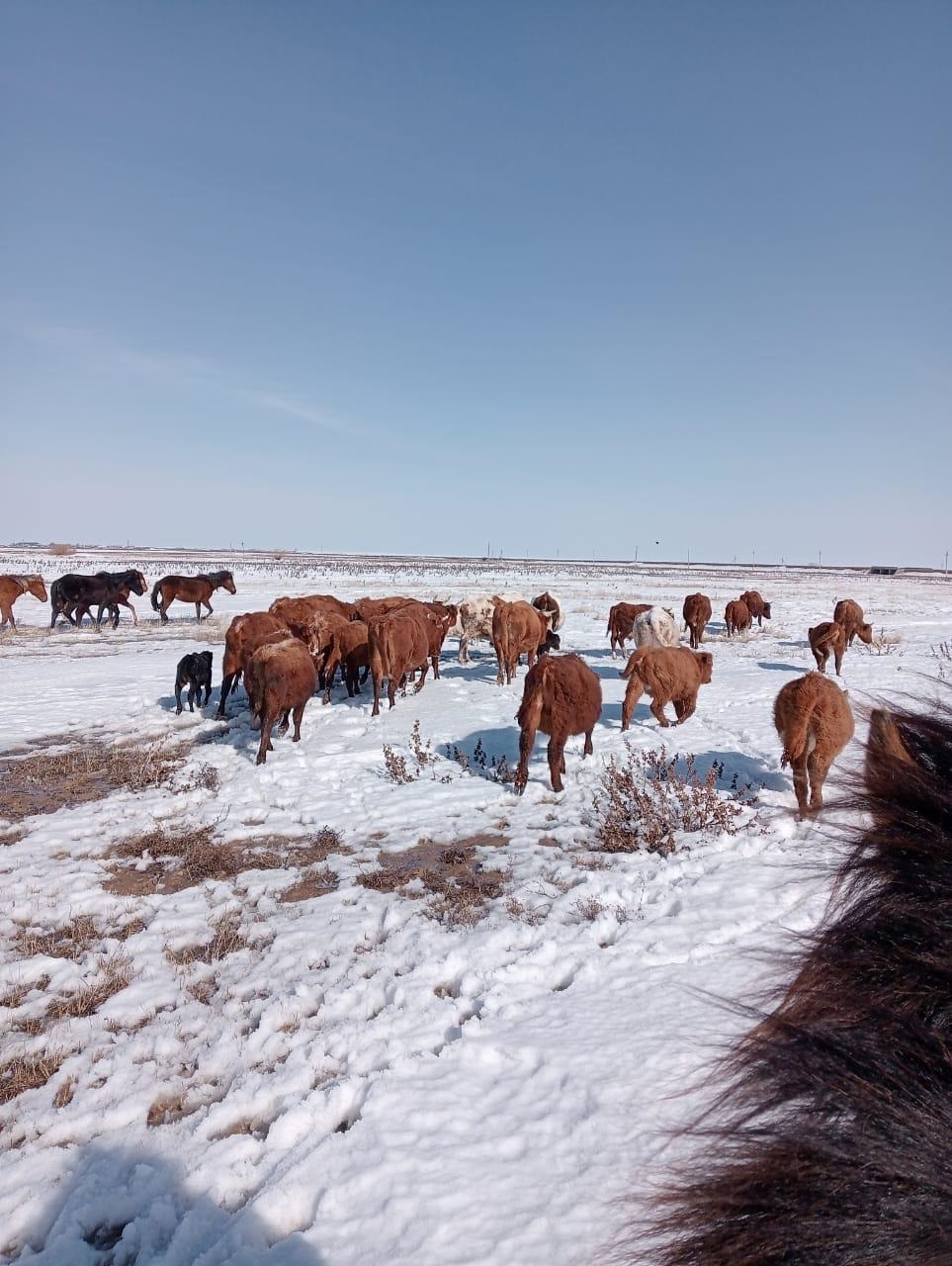 Мал амандығына мән берсек