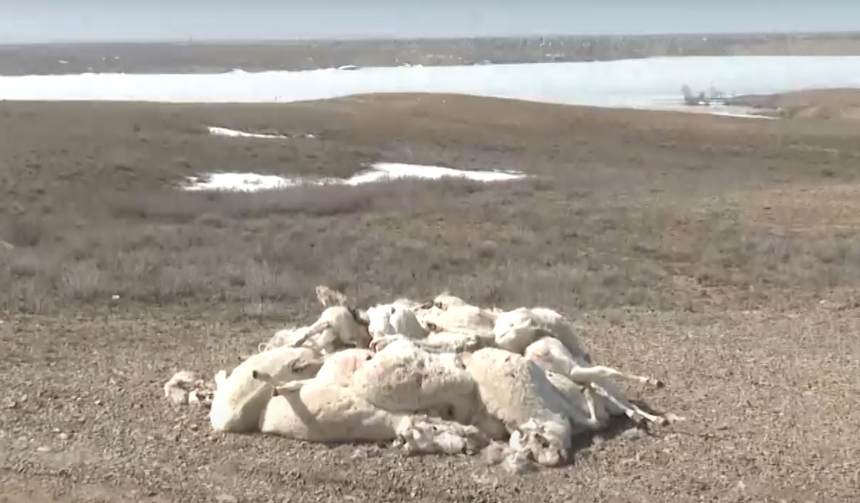 Киік өлекселері жойылады