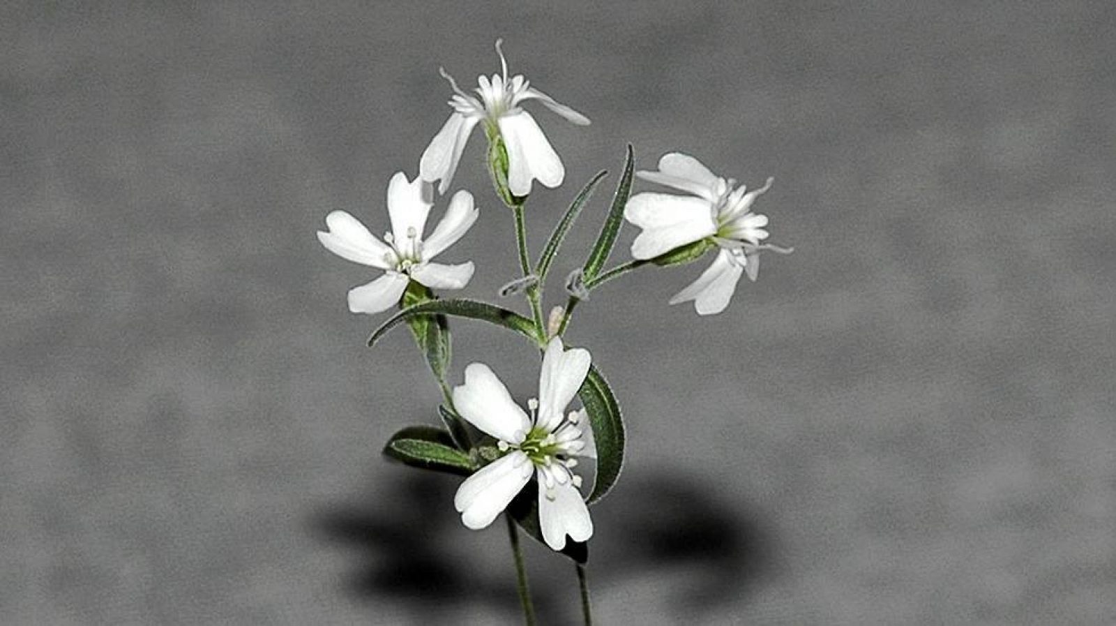 2000 жылдан кейін гүл жарған