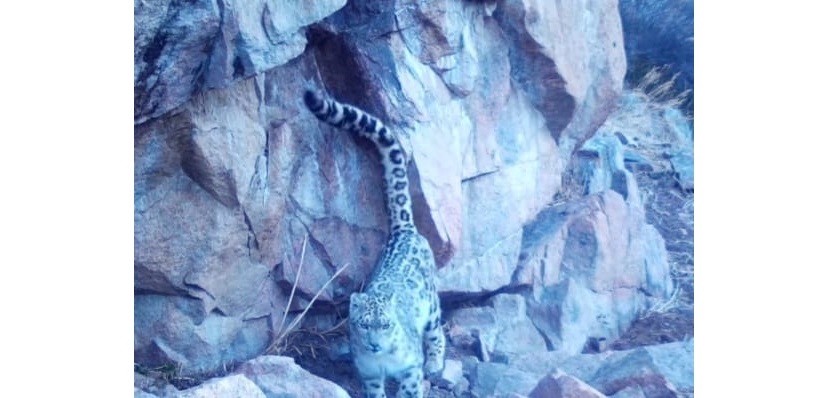 Қар барысы фототұзаққа кезекті рет ілінген