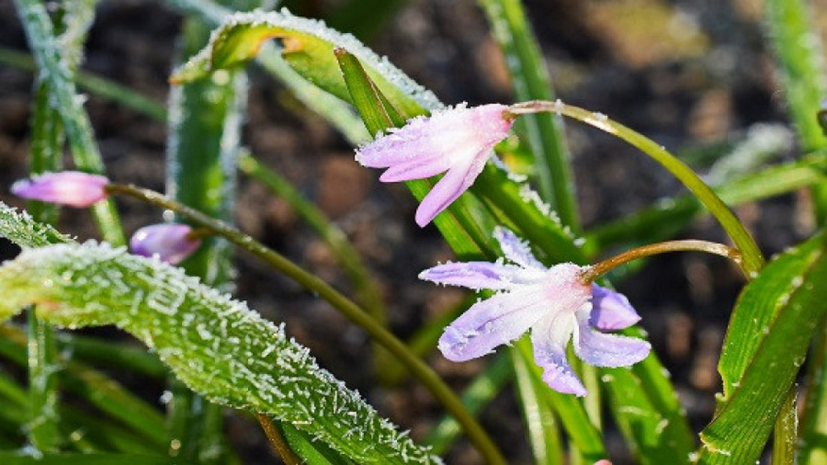 Қазақстанда толассыз жаңбыр жауып, үсік жүреді