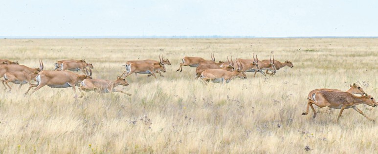 Киік неден қырылды?