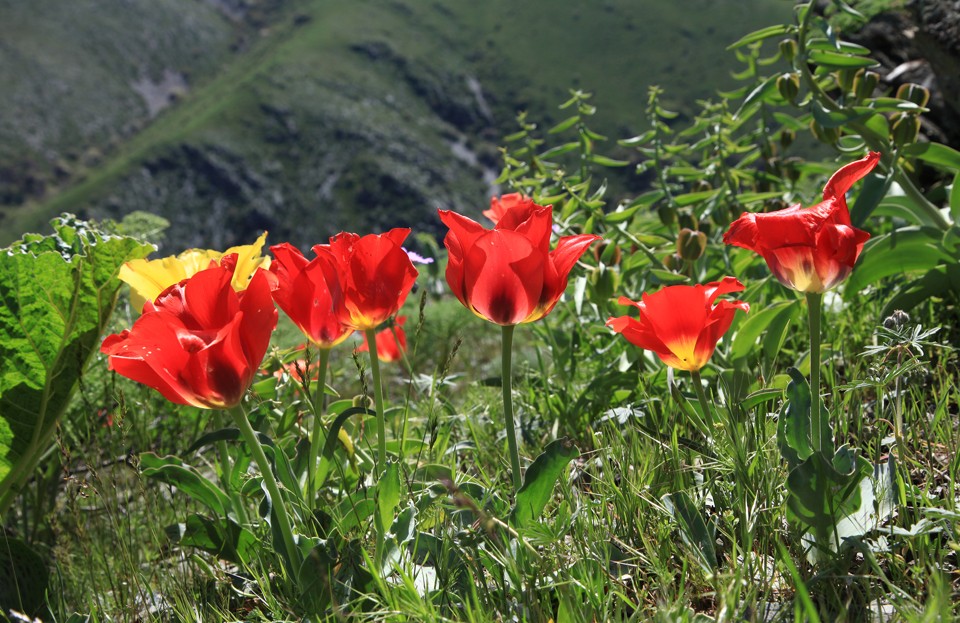 Қойнауы қазынаға толы Берікқара