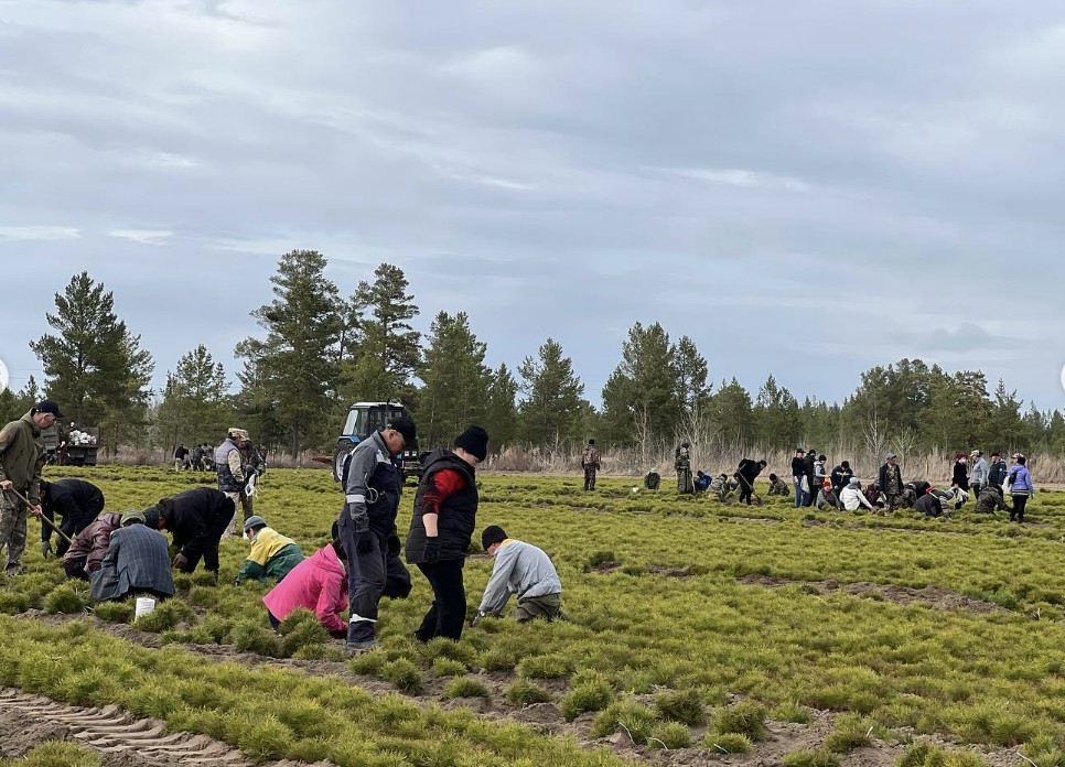 «Ертіс орманы» резерватында 12 млн-нан астам қарағай егіледі