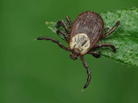 Алматыда кенемен күрес маусымы басталды