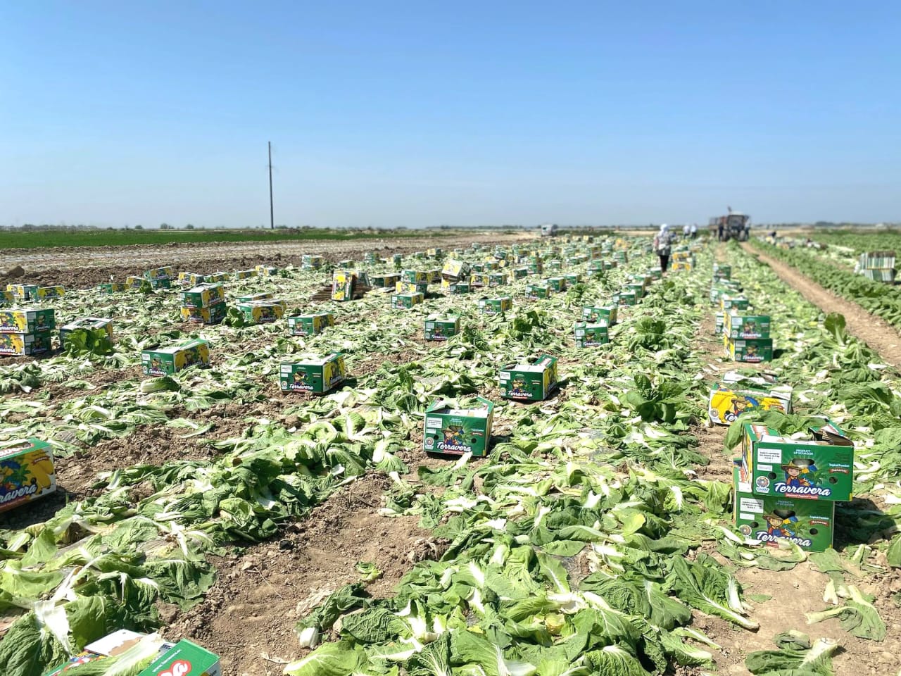 Жетісайдың қырыққабаты Ресей, Белорусь, Еуропа елдеріне экспортталады