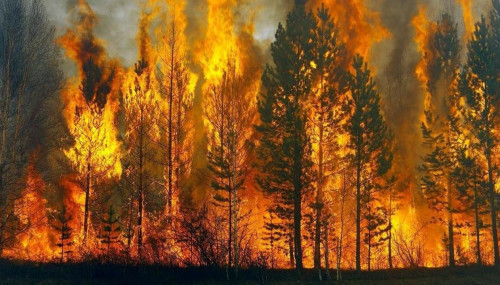 Биыл ел аумағында 25 орман өрті тіркелген