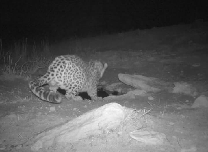 Орталық Азия барысы қайтадан фототұзаққа түсті