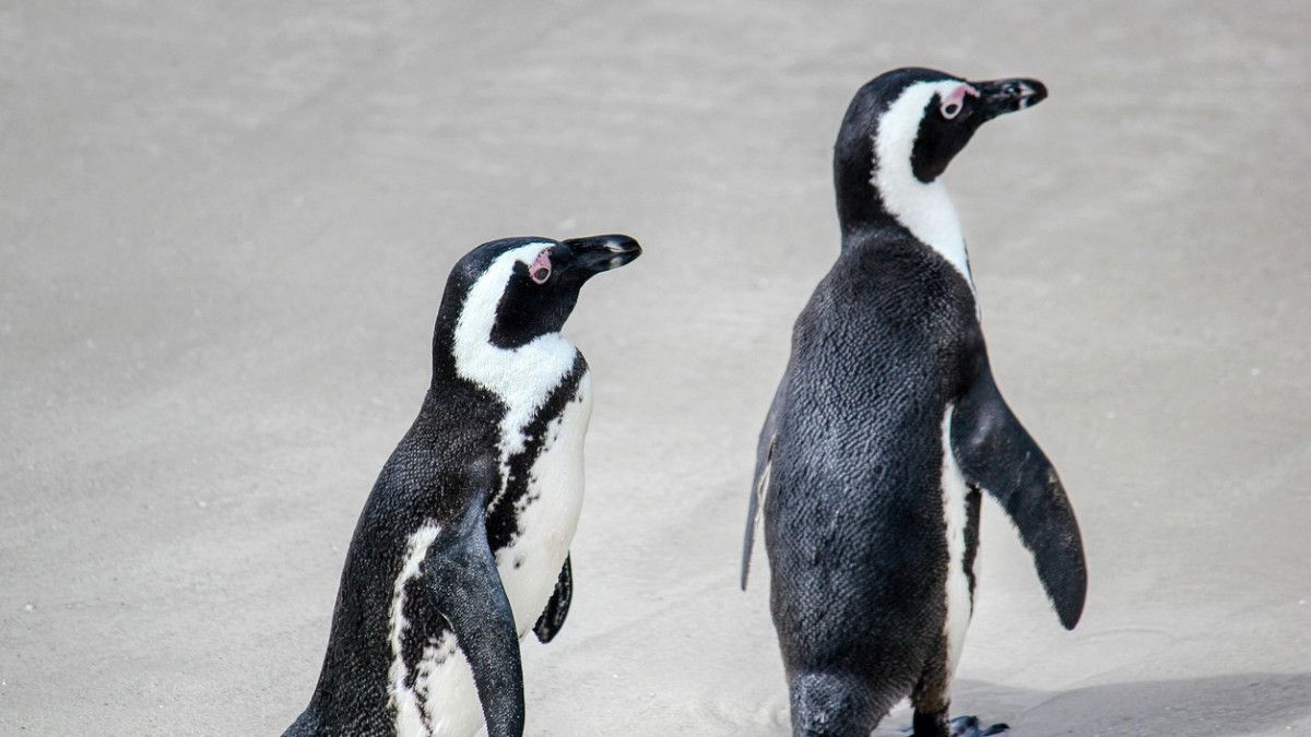 Трамп пингвиндер мен итбалықтар мекендейтін аралдарға да салық салды