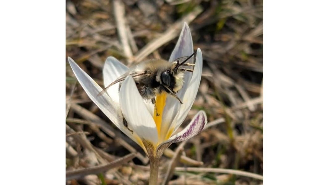 Ара, түкара, әрене жәндіктерінің неше түрі бар
