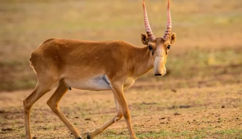 Киіктің санын атпай-ақ реттеуге болады - депутат