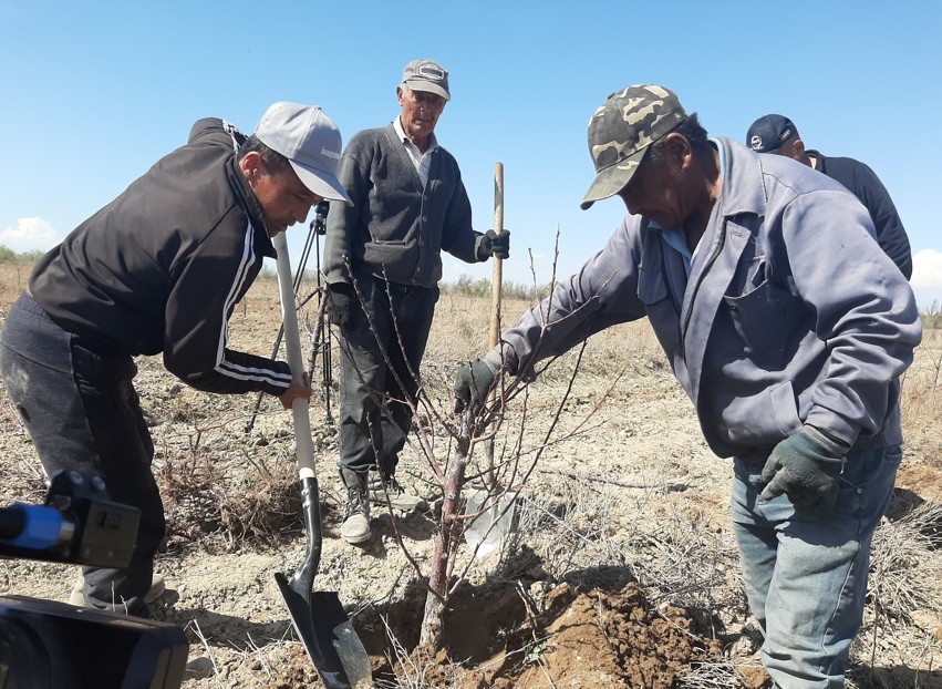 Сары өрікке сұраныс жоғары