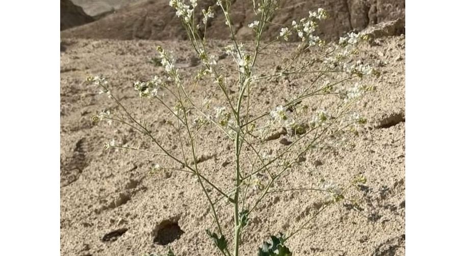 Үстірт қорығынан сирек кездесетін өсімдік табылды