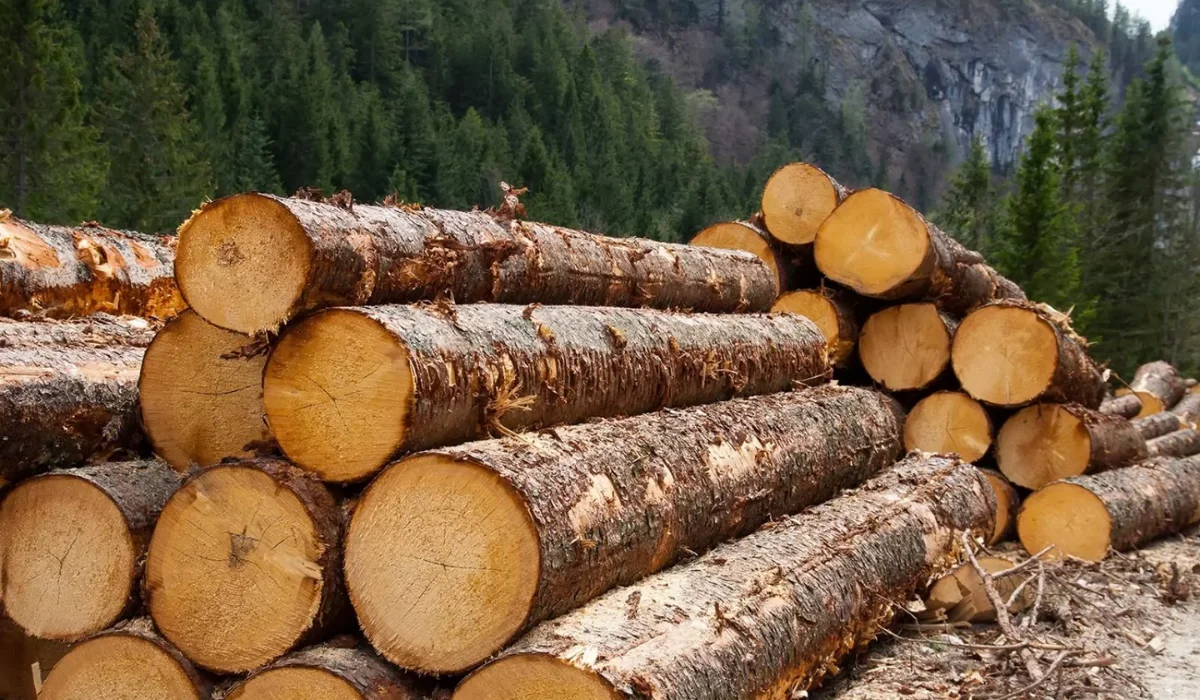 «Ертіс орманы» резерватының бұрынғы басшысы 12 жылға сотталды