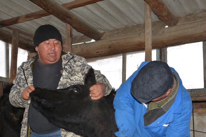 Жануарларды  қауіпті ауруларға қарсы вакцинациялау басталды