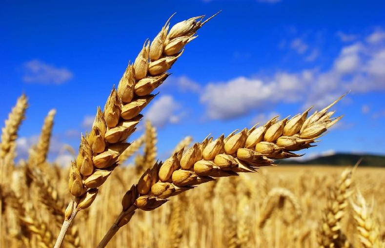 Отандық бидай жаңа нарыққа шыға бастады