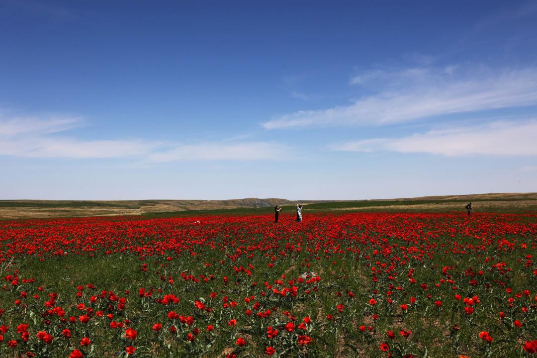 Көз жауын алған қыр қызғалдағы