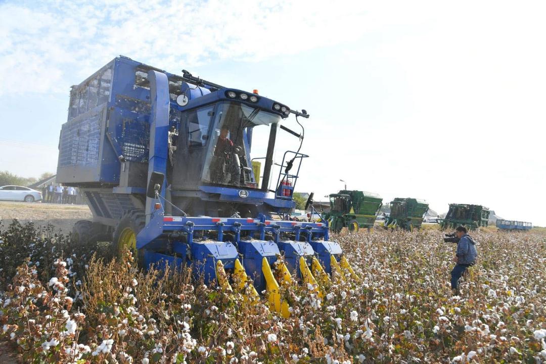 Мақта  шаруашылығында 70 мың адам еңбек етіп жүр