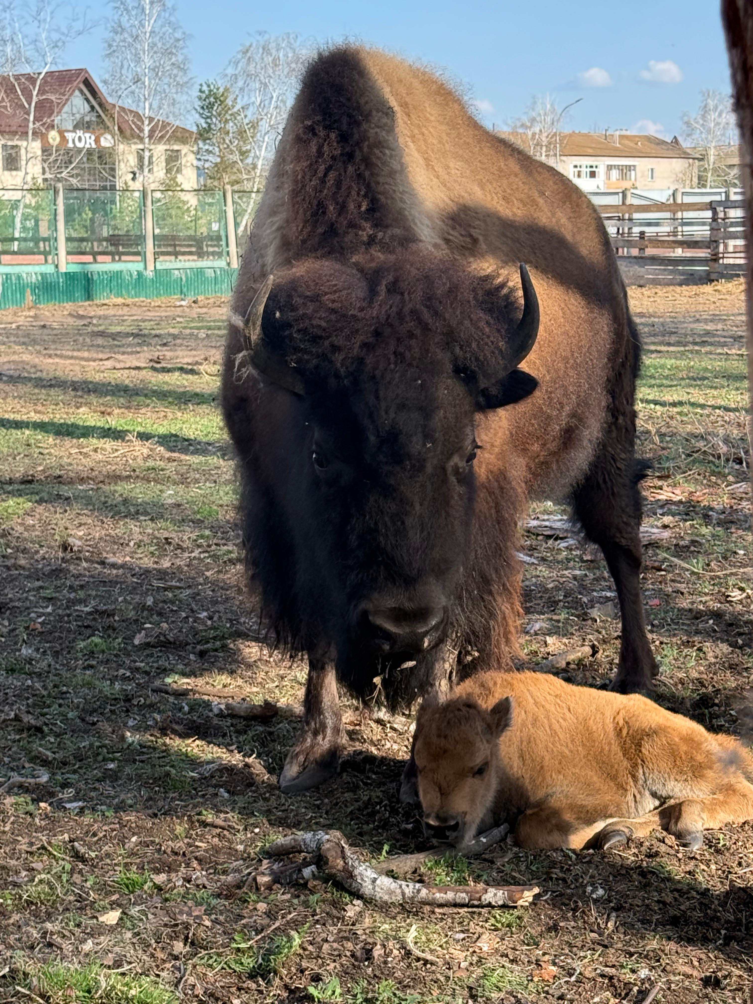 Бурабайда бизон бұзаулады