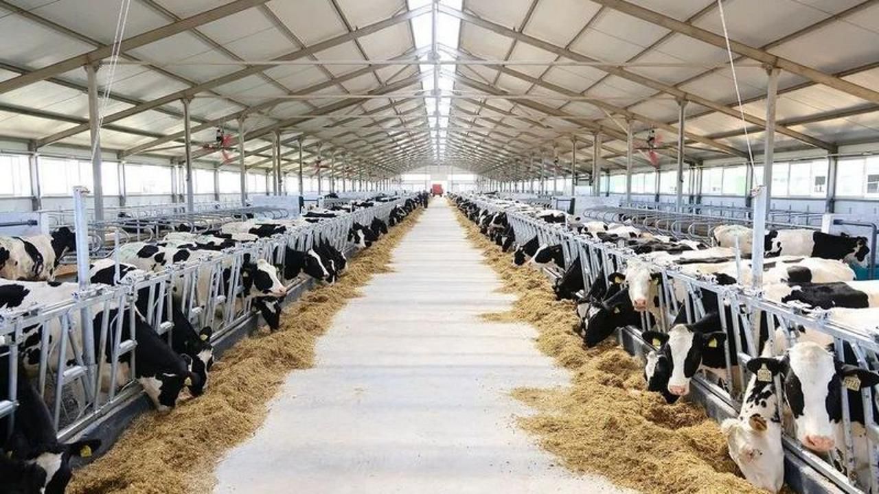 Қарағандыда сүт фермасы ашылды