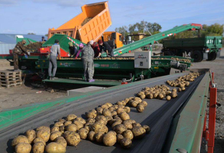 Картоп тұқымын сырттан алу тыйыла ма?