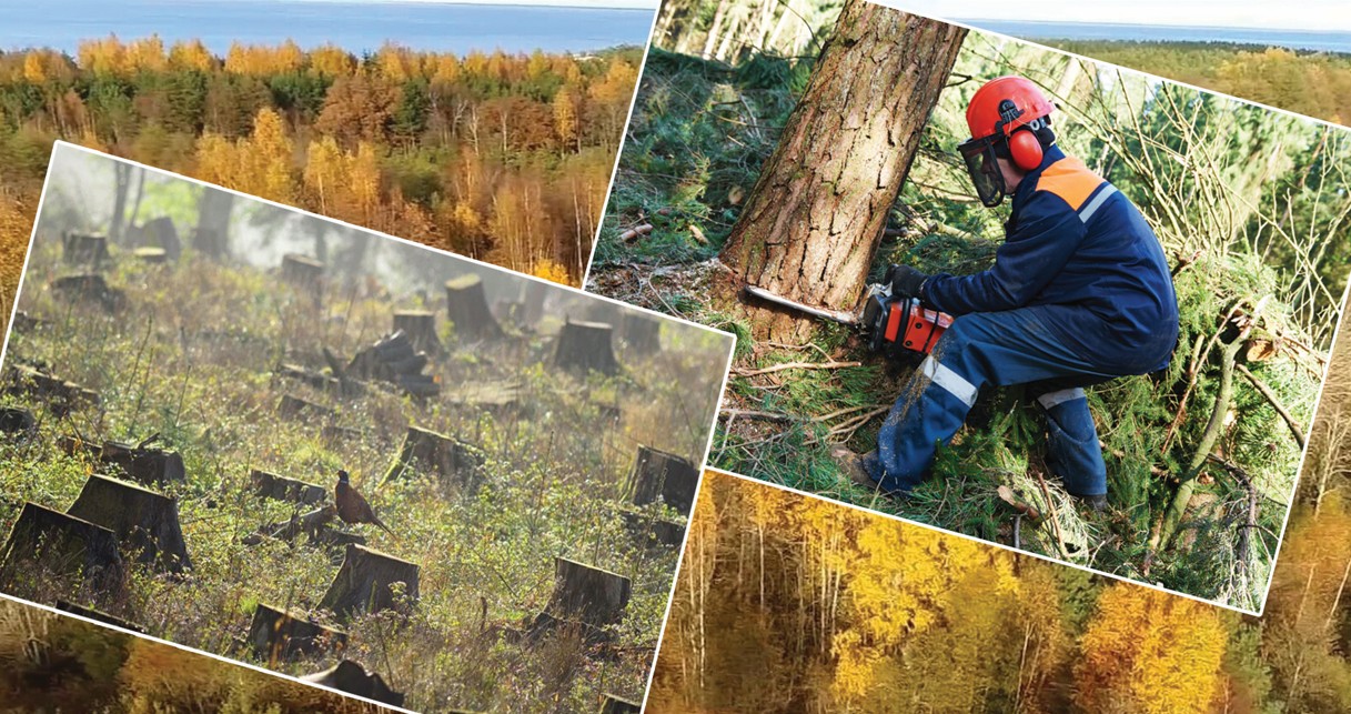 Орман қорына қол сұғу тыйылмай тұр