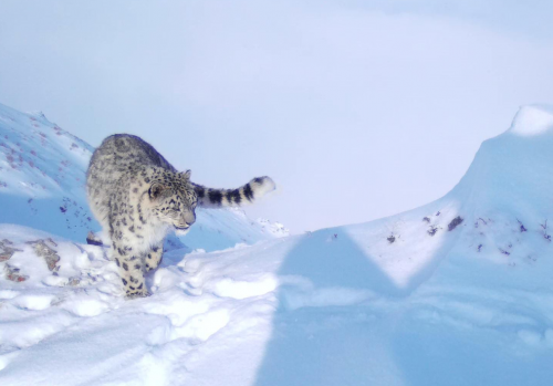 Катон-Қарағай ұлттық паркінде қар барысы фототұзаққа түсті