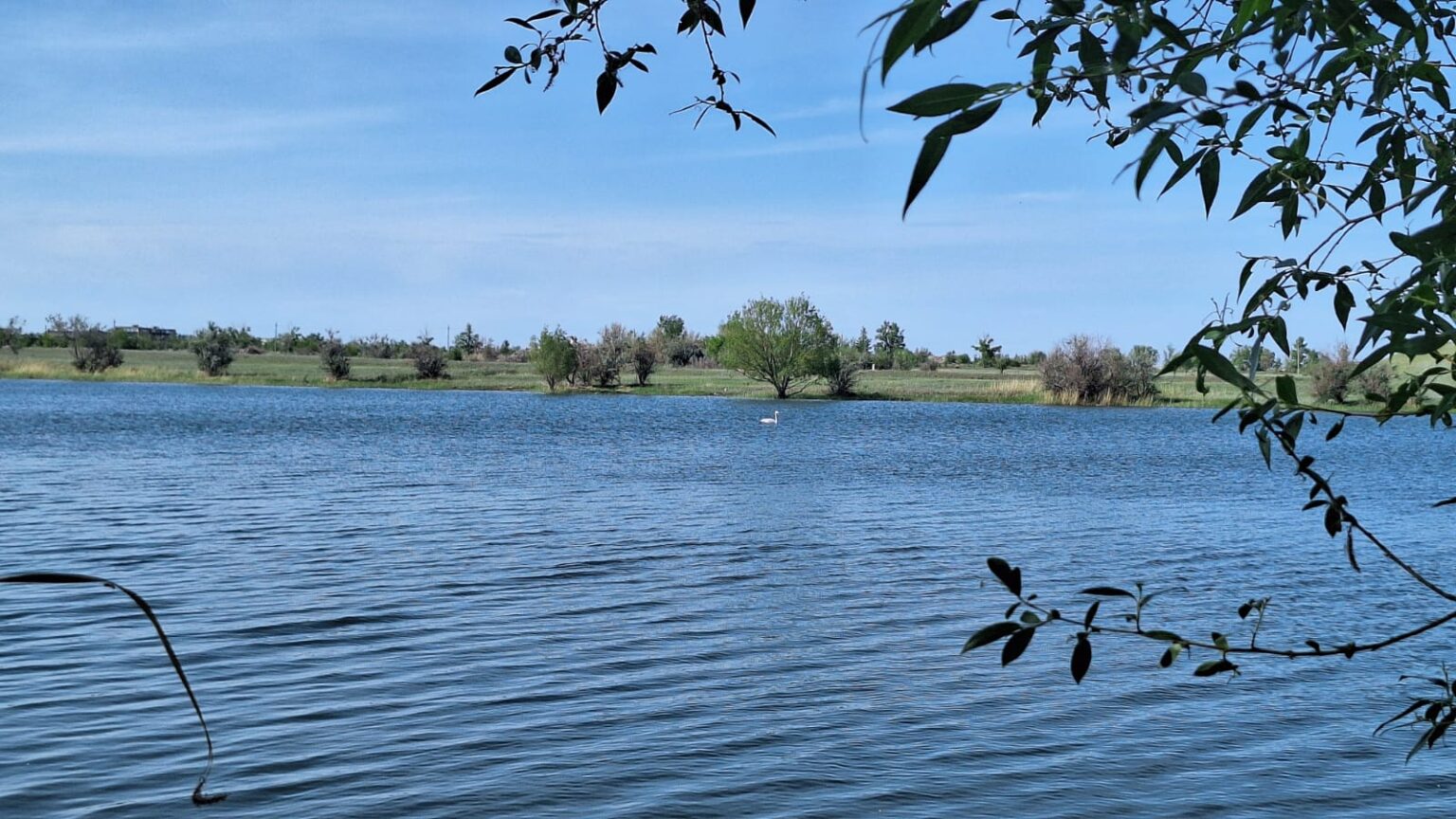 Көкті аңсаған жаралы аққу