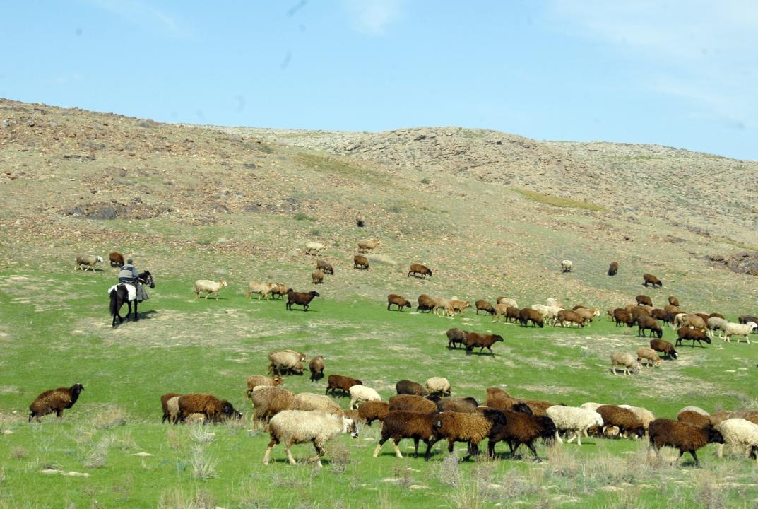 Жамбыл облысында игерілмеген жерлер мемлекет меншігіне қайтарылды