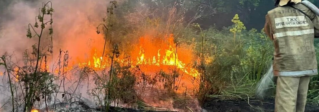 Тілсіз жау биыл өршіп тұр