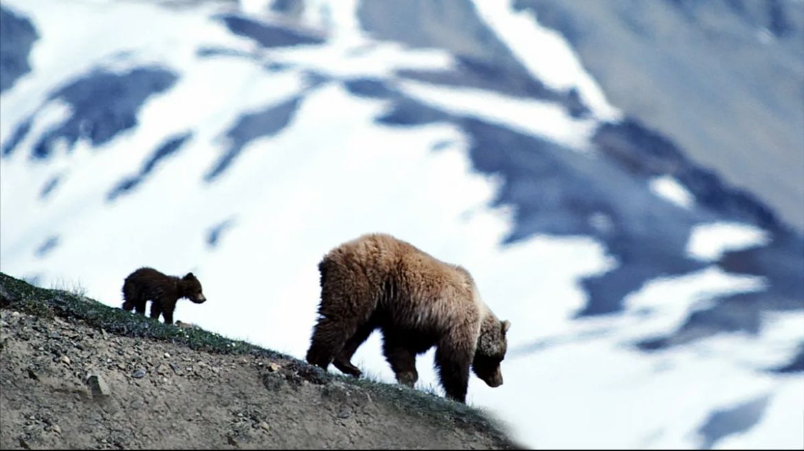 Тянь-Шань қоңыр аюы «Сайрам-Өгем» ұлттық паркінде фототұзаққа түсті